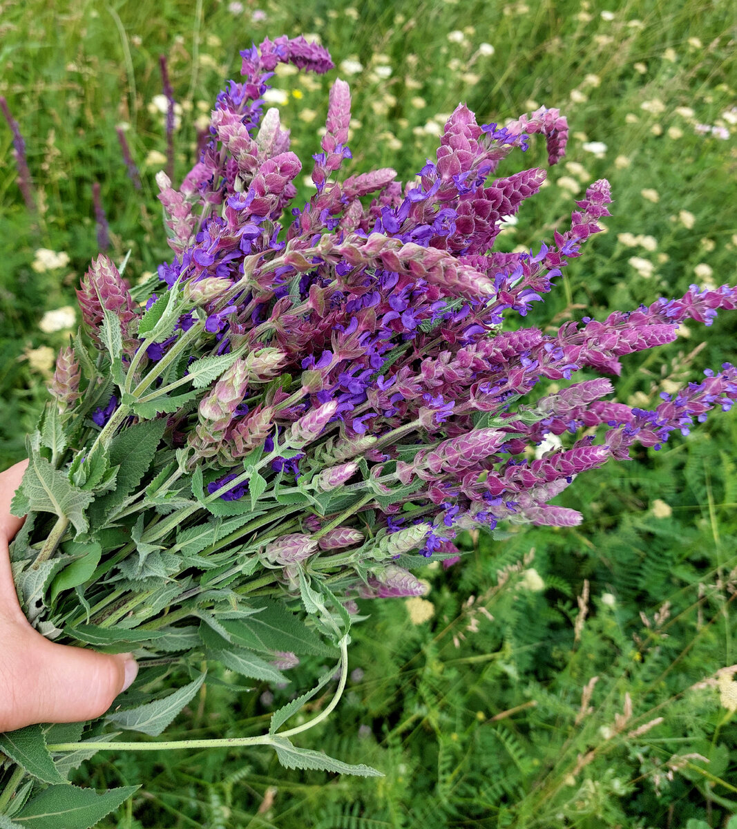 Фото автора шалфей