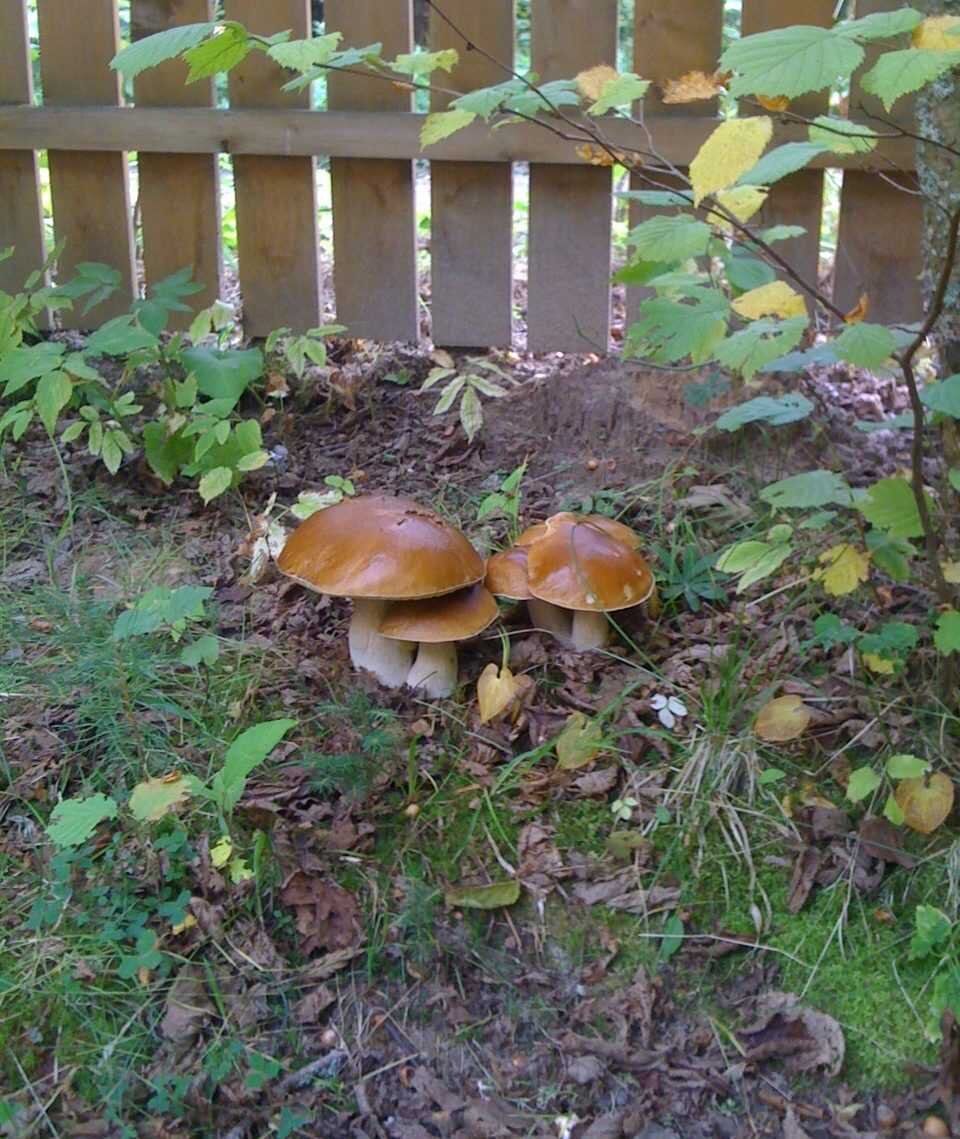 Изображение с сайта https://usadba-dzr.ru