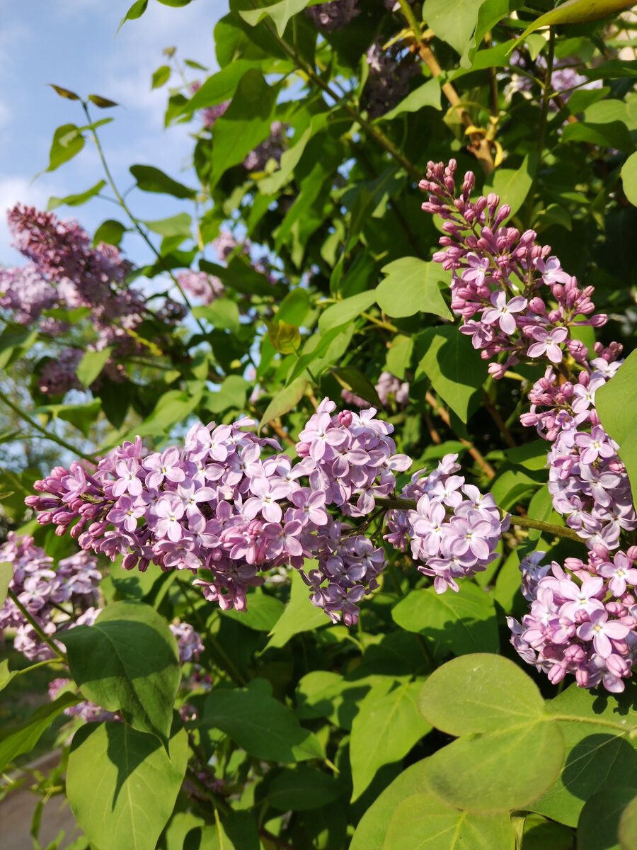 Одинокая ветка сирени. Фото автора публикации