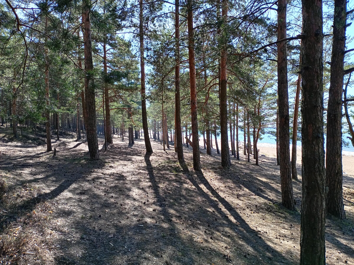 В Петербурге еще голые деревья, а здесь зеленью радуют сосновые леса