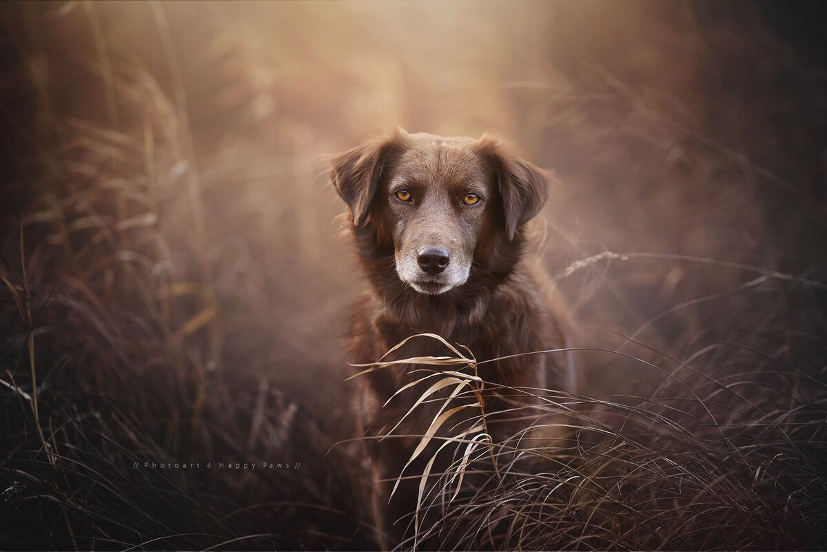 Свет собак. Фотограф Anne Geier. Ann's Dog.