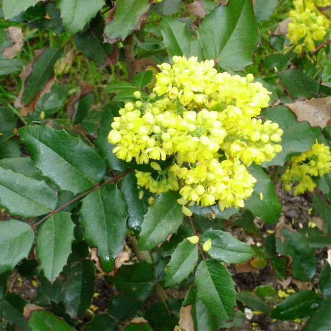  фото с сайта wiki-dacha.ru