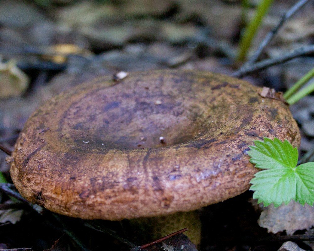 Lactarius necator