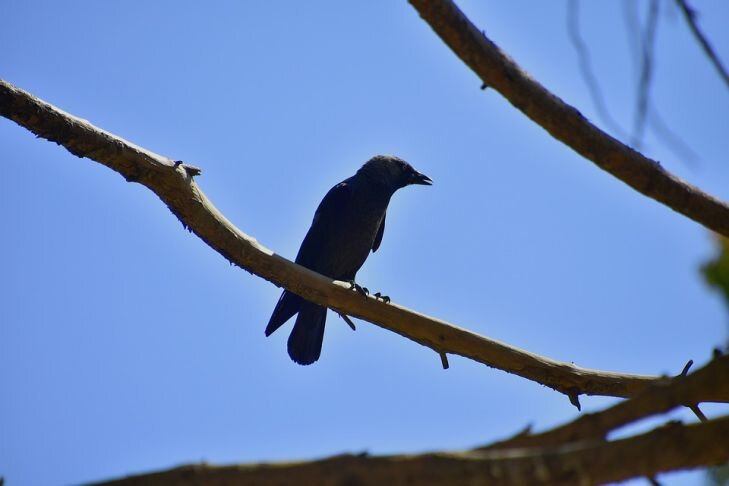  Перечисление распространенных представлений о пернатых созданиях и трагическом исходе 