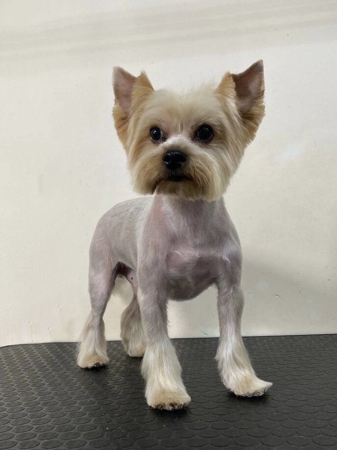 Стрижка йорка в зоосалоне Грумик