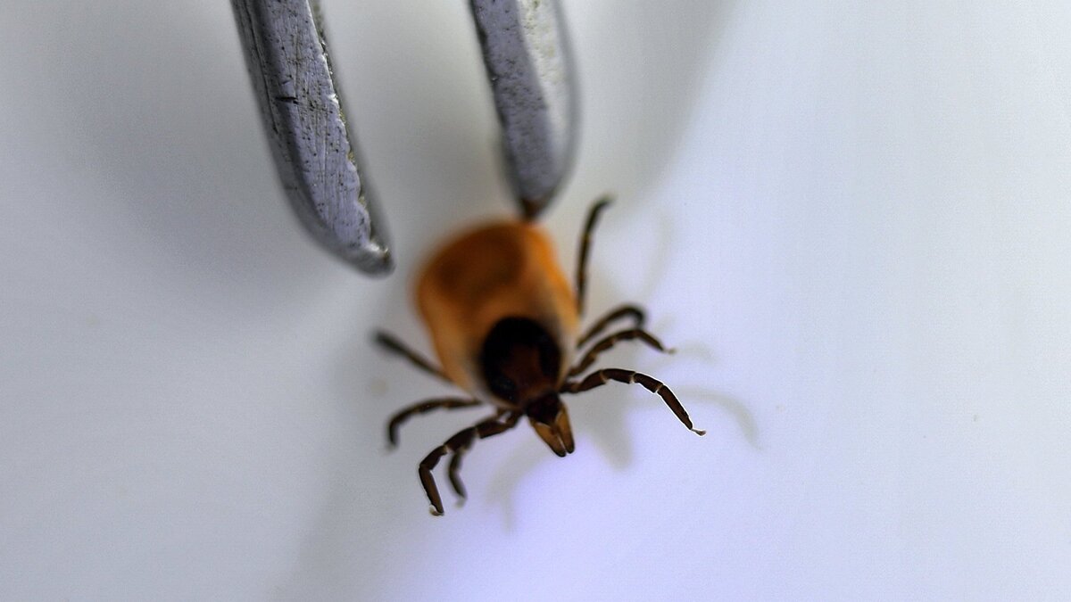    Исследование клещей на наличие вирусного энцефалита© РИА Новости . Павел Лисицын