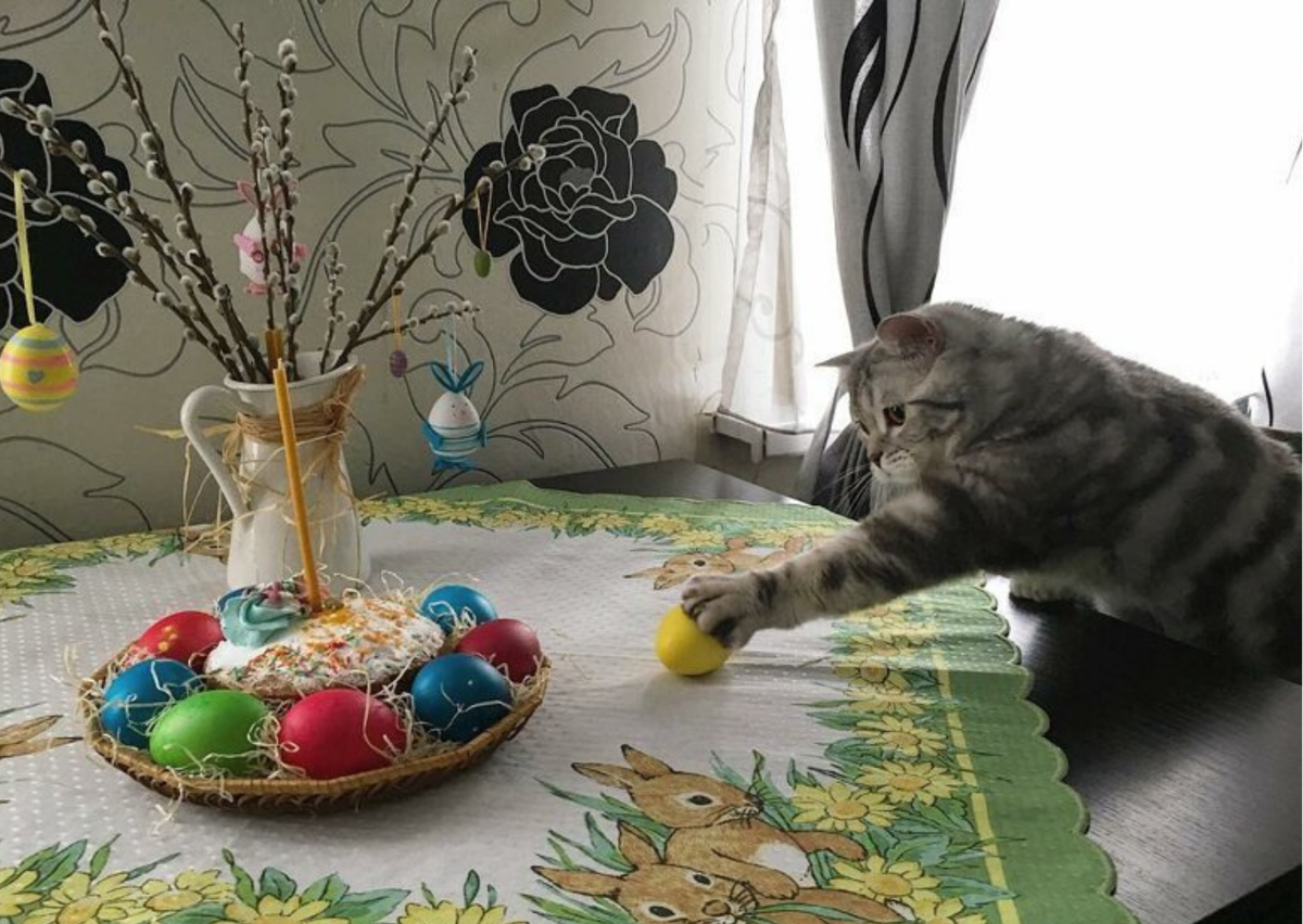 ���������� ������. ��������, ������� ���� �����. �������� ����: pikabu.ru