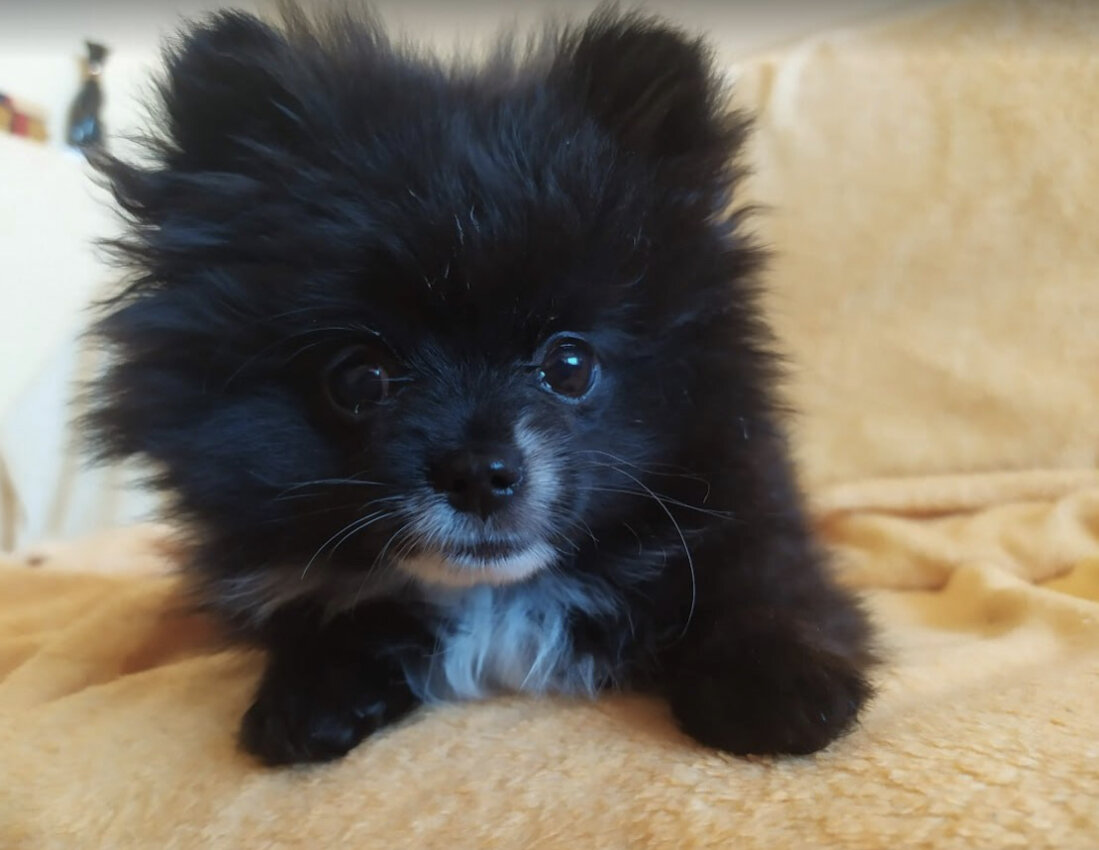 Первый день дома, возраст 2 месяца