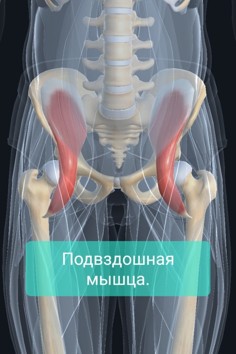 Мышцы пояса нижней конечности анатомия