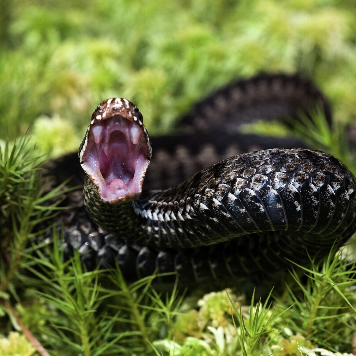 Пикник на болоте