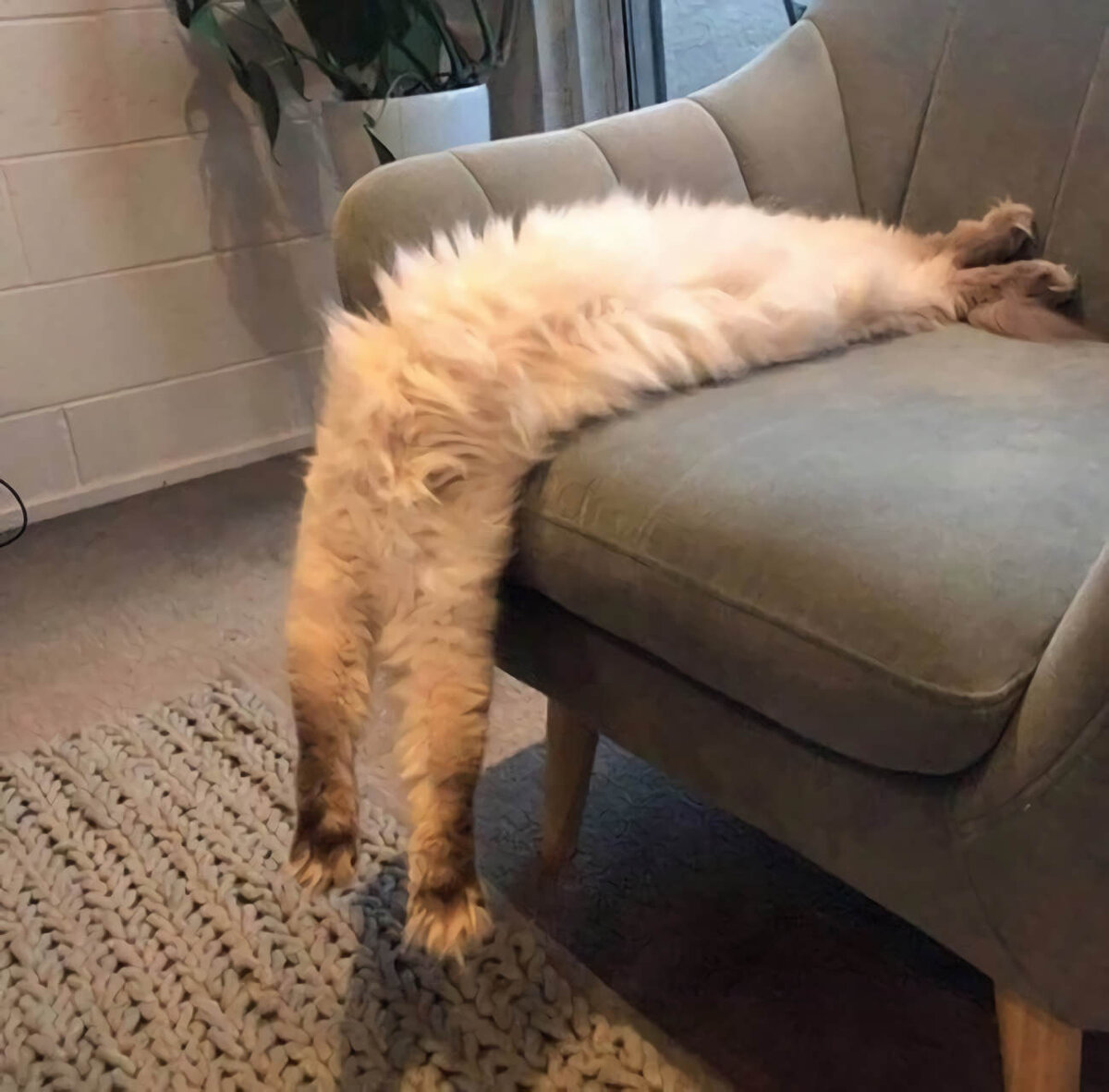 Кот упирается головой в диван когда спит