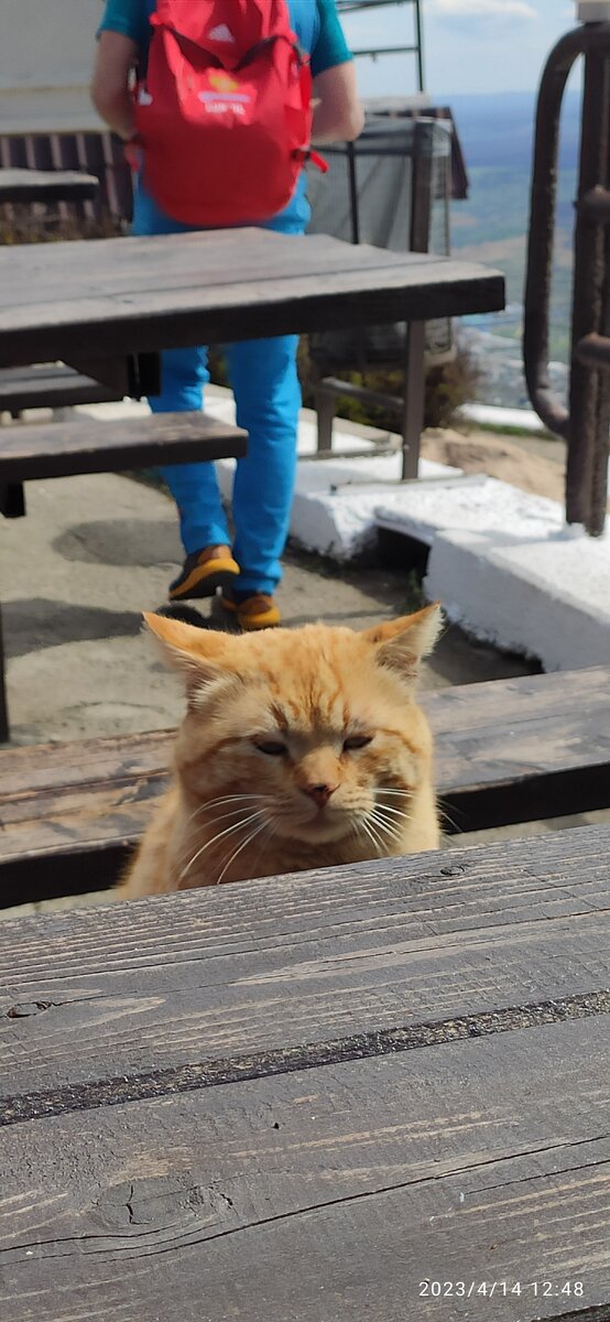 Кот познал трудности этого мира