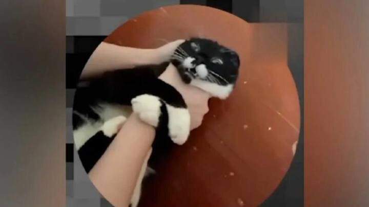    Фото: скриншот видео ТГ-канала «Барсик и Мурка умрут»