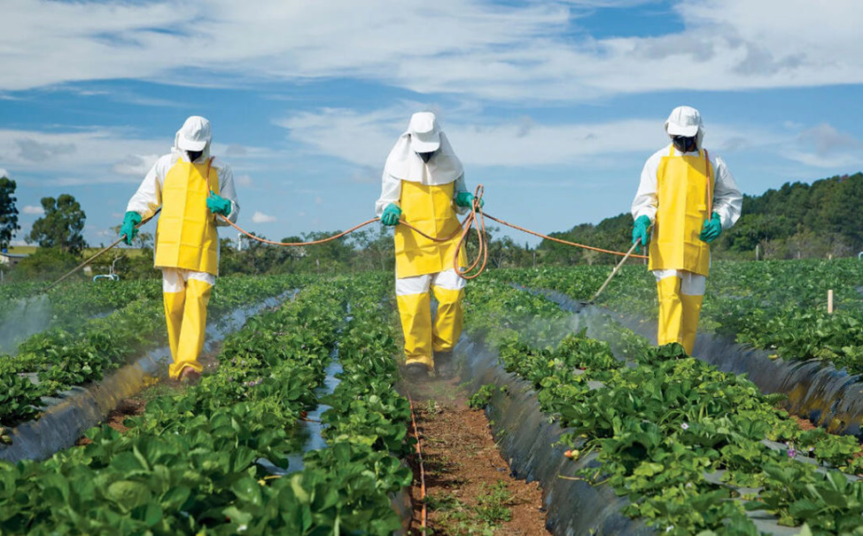 Распыление пестицидов на промышленную клубнику