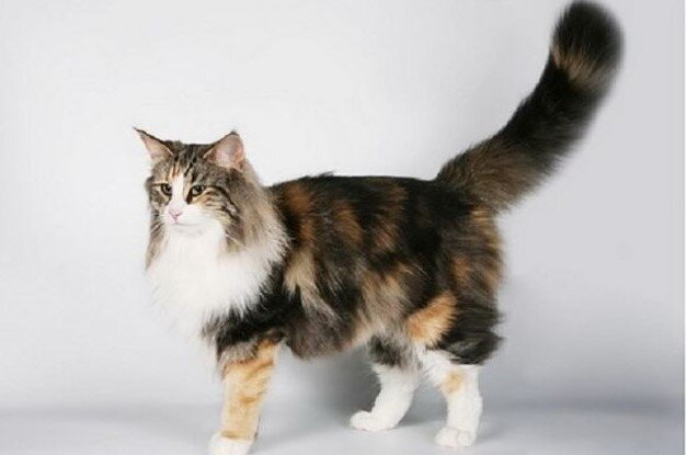 Кассиопея. Фото: Nadezhda Bykova