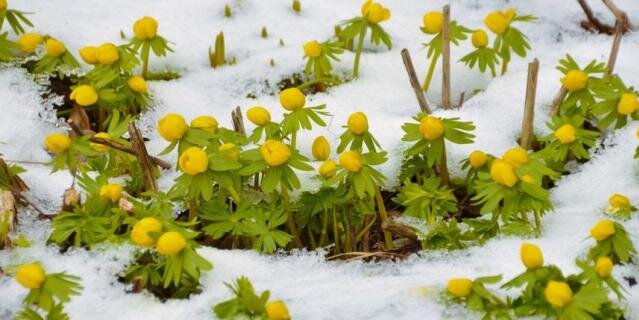    В Ботаническом саду уже цветет весенник зимний.Ксения Григорьева