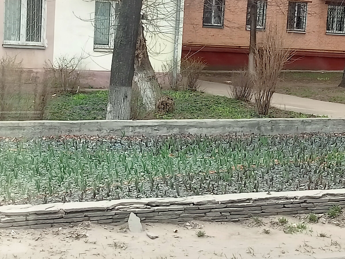 Клумба из тюльпанов, скоро расцветут 