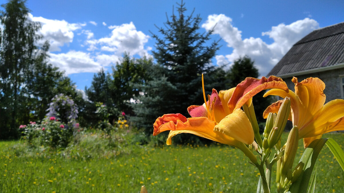 Хорошо летом на даче!