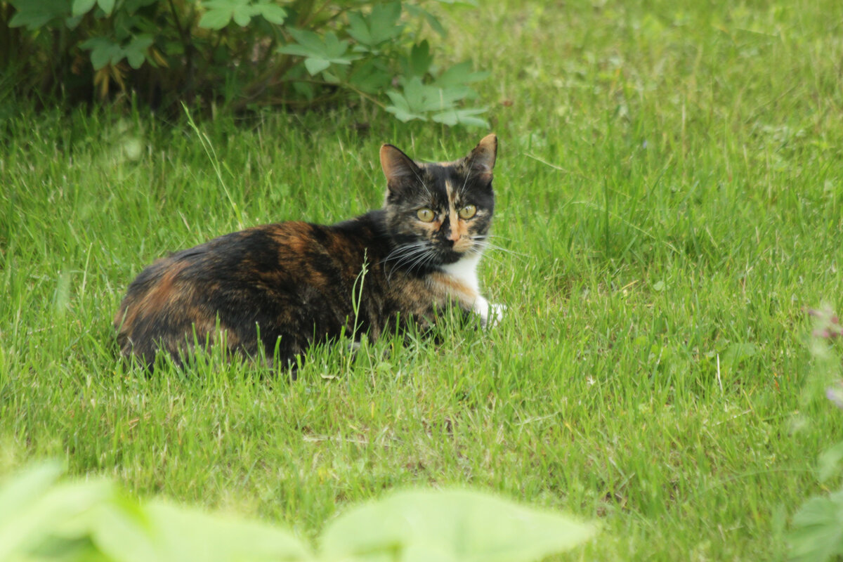 Василиса на даче. Лето 2017 года. Фото автора