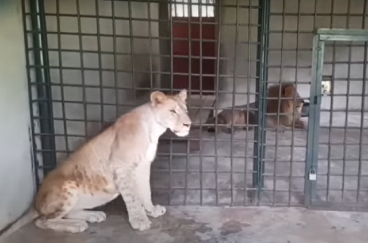    Симбу и молодую львицу пока разделяет перегородка.
