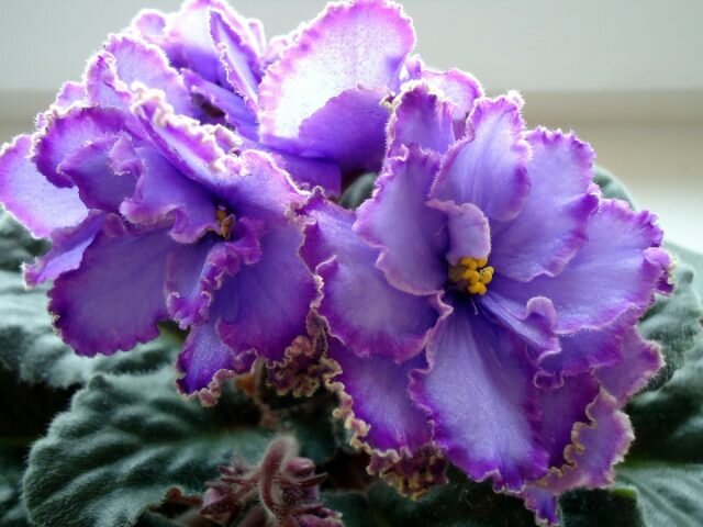 ���� ���� ������� (Saintpaulia �Blue Dragon�). � fialki  📷
