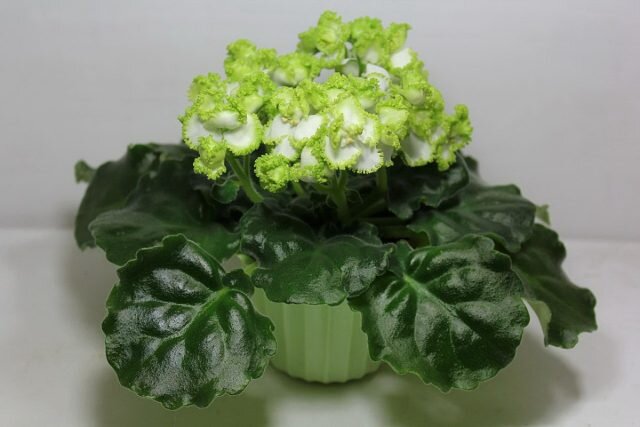 ���� ��������� (Saintpaulia �Cupidon�). � fialkovod  📷
