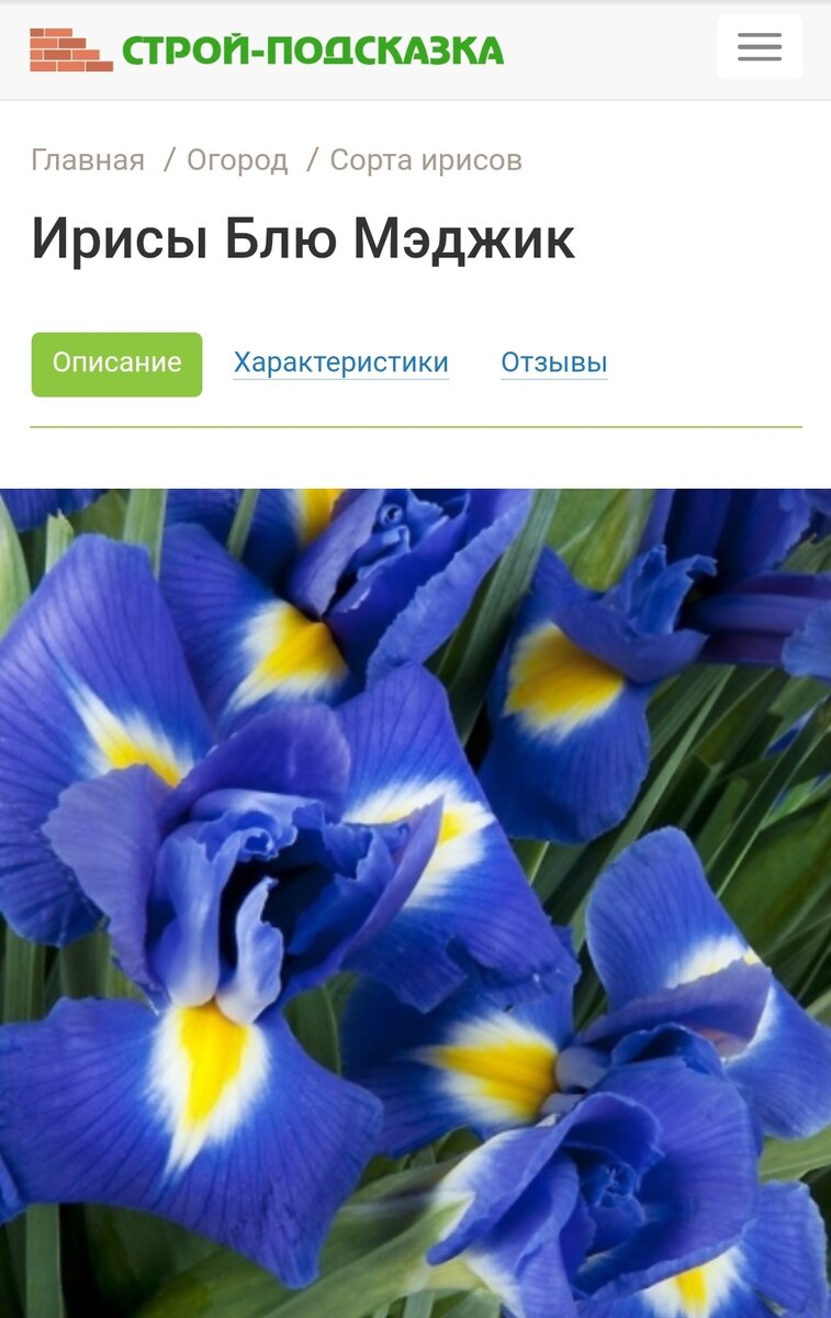 Бесподобные сорта ирисов! | Цветущий мир | Дзен