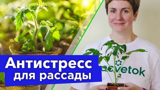 Чем полить рассаду перед тем, как везти на дачу? Отлично переживет переезд и быстро пойдет в рост