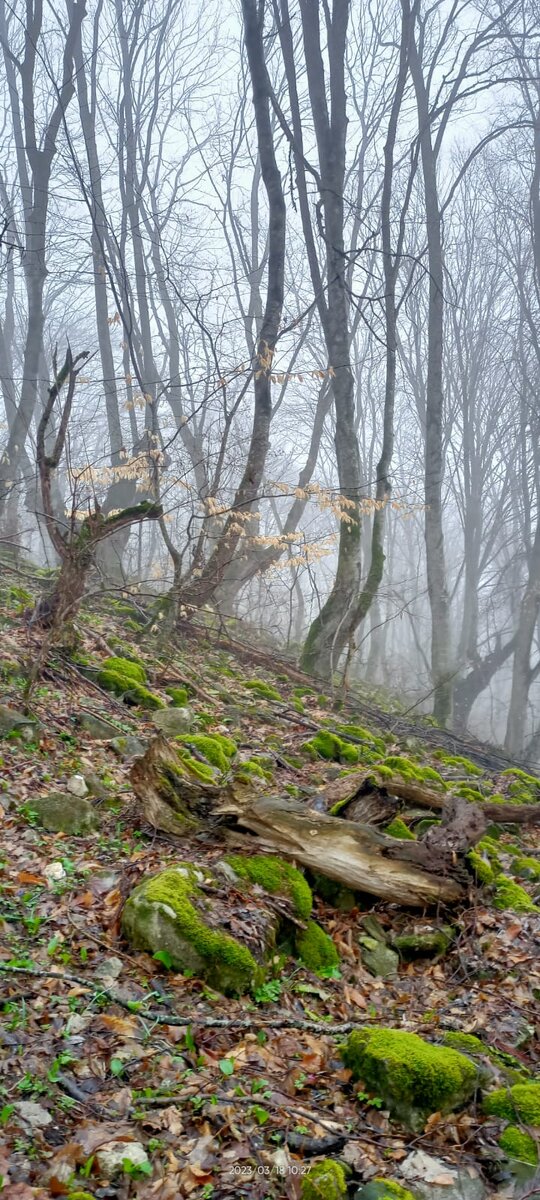 Весенний лес завораживает!