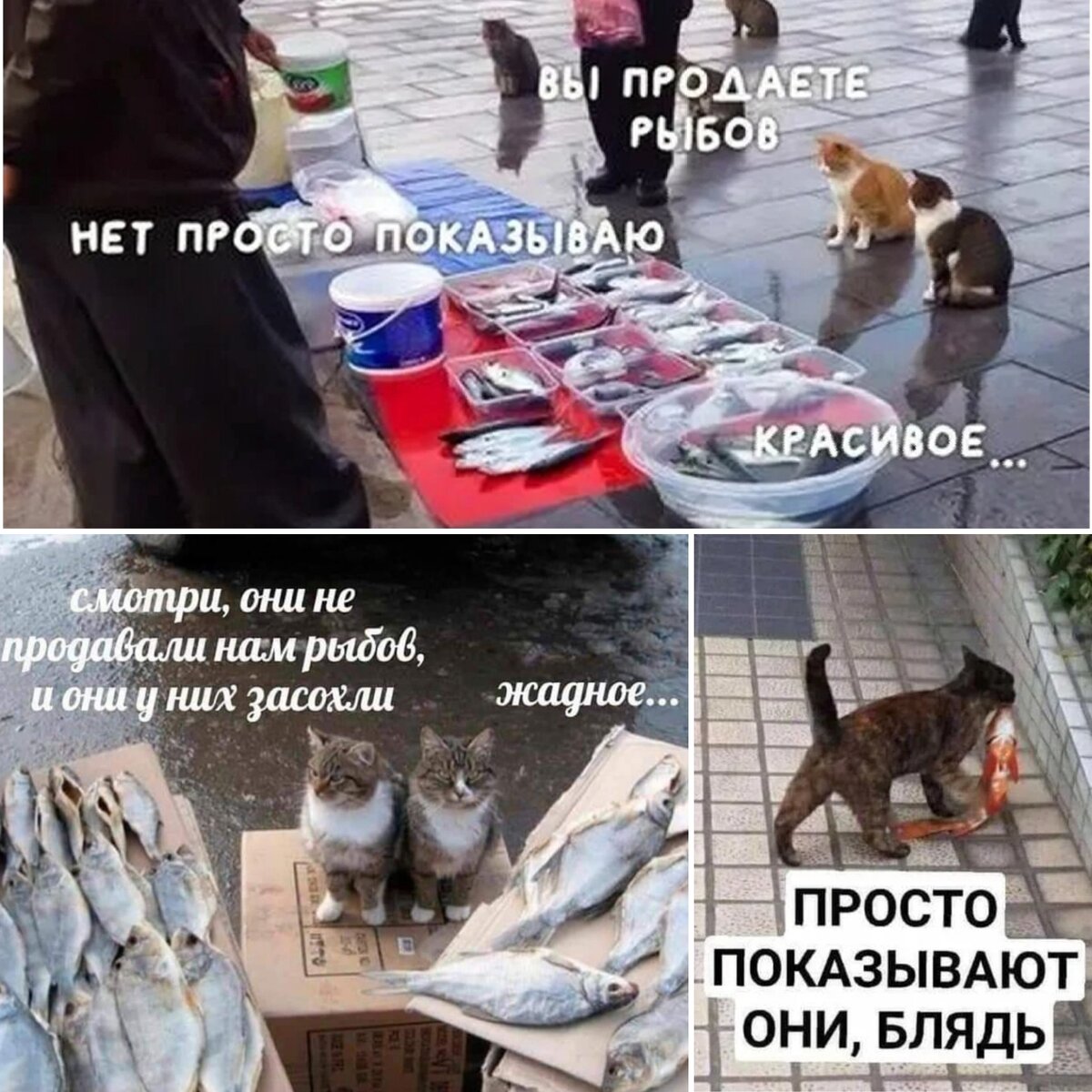 Рыбов продаете