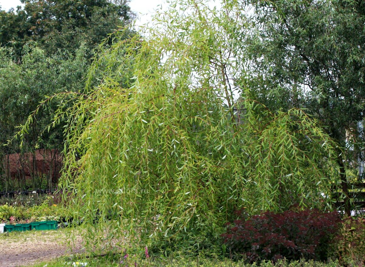 Ива росистая Salix rorida. Ива белая (Salix Alba). Ива Вавилонская. Ива гибридная Salix hybrida Свердловская Извилистая #; 500-600; 30-35; WRB; WRB.