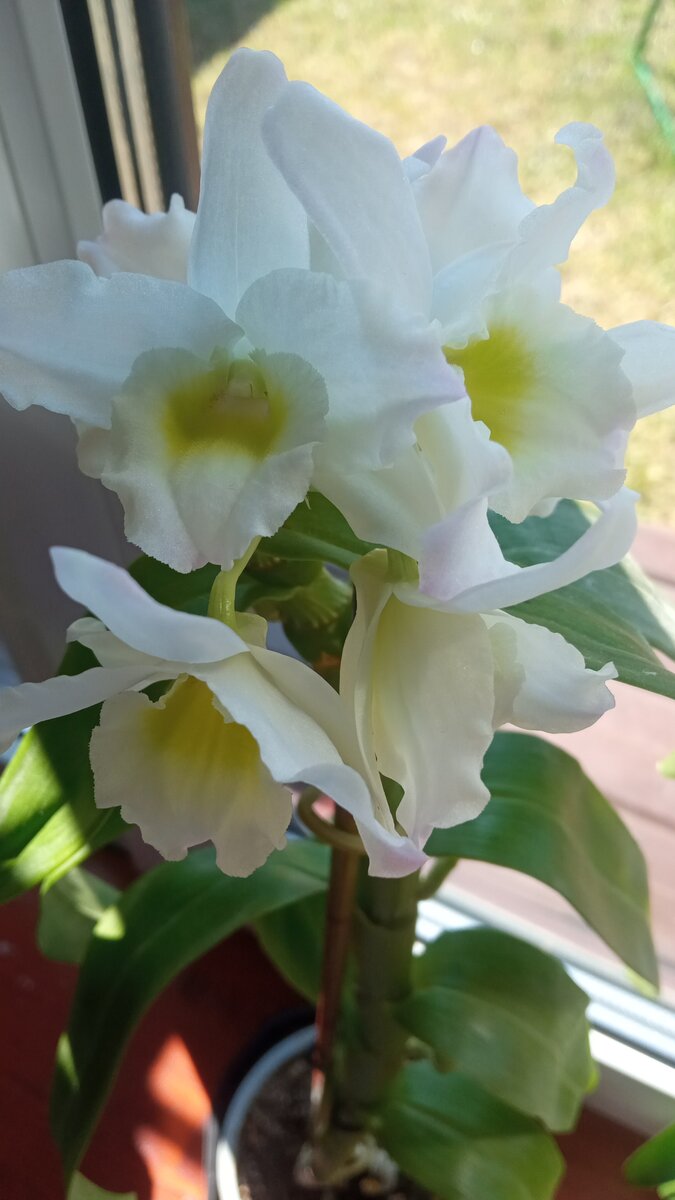 Травянистое многолетнее растение орхидея дендробиум (Dendrobium) является представителем семейства Орхидные. С греческого «дендробиум» переводится, как «живущий на дереве», это связано с тем, что данное растение является эпифитом, но среди видов этого рода встречаются и литофиты, которые живут на камнях. Этот род объединяет больше 1200 видов, которые в природных условиях можно повстречать на Филиппинах, в Австралии, Новой Зеландии, Японии, Китае, Океании и Новой Гвинее. Все эти виды могут сильно отличаться друг от друга как формой и окрасом листвы и цветков, так и манерой располагать цветки на стебле, временем цветения и многим другим.