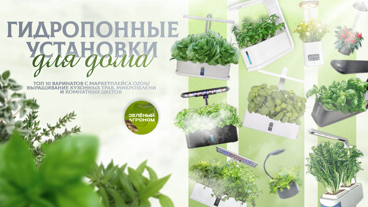 Выращивание салата на гидропонике — виды