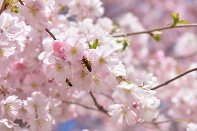    Оса сидит на цветущей сакуре ©Саид Царнаев РИА Новости