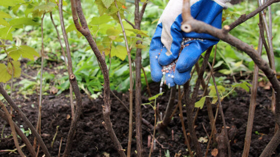    Чем подкормить смородину весной: советы для богатого урожая Анастасия Романова