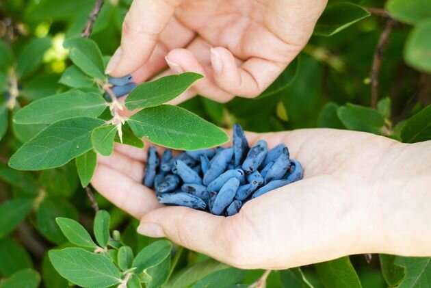 Почему на жимолости бывает мало ягод?