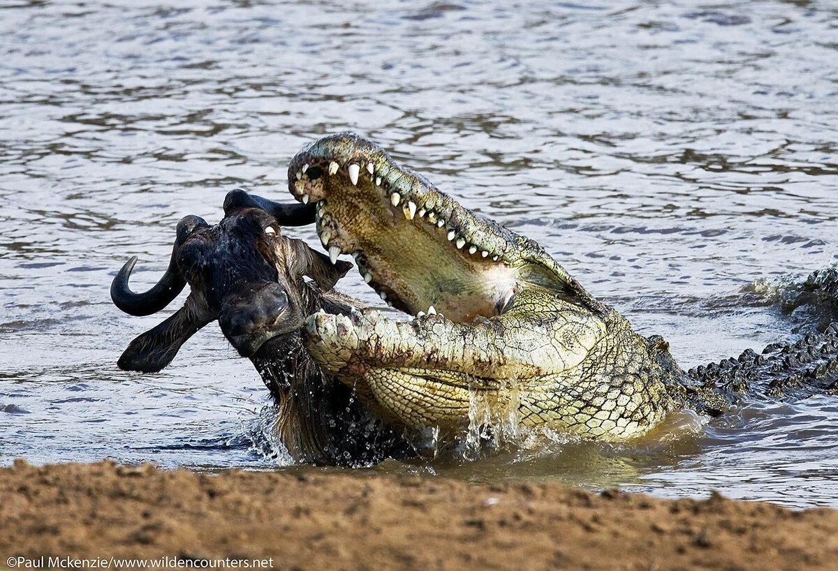 Нильский крокодил National Geographic