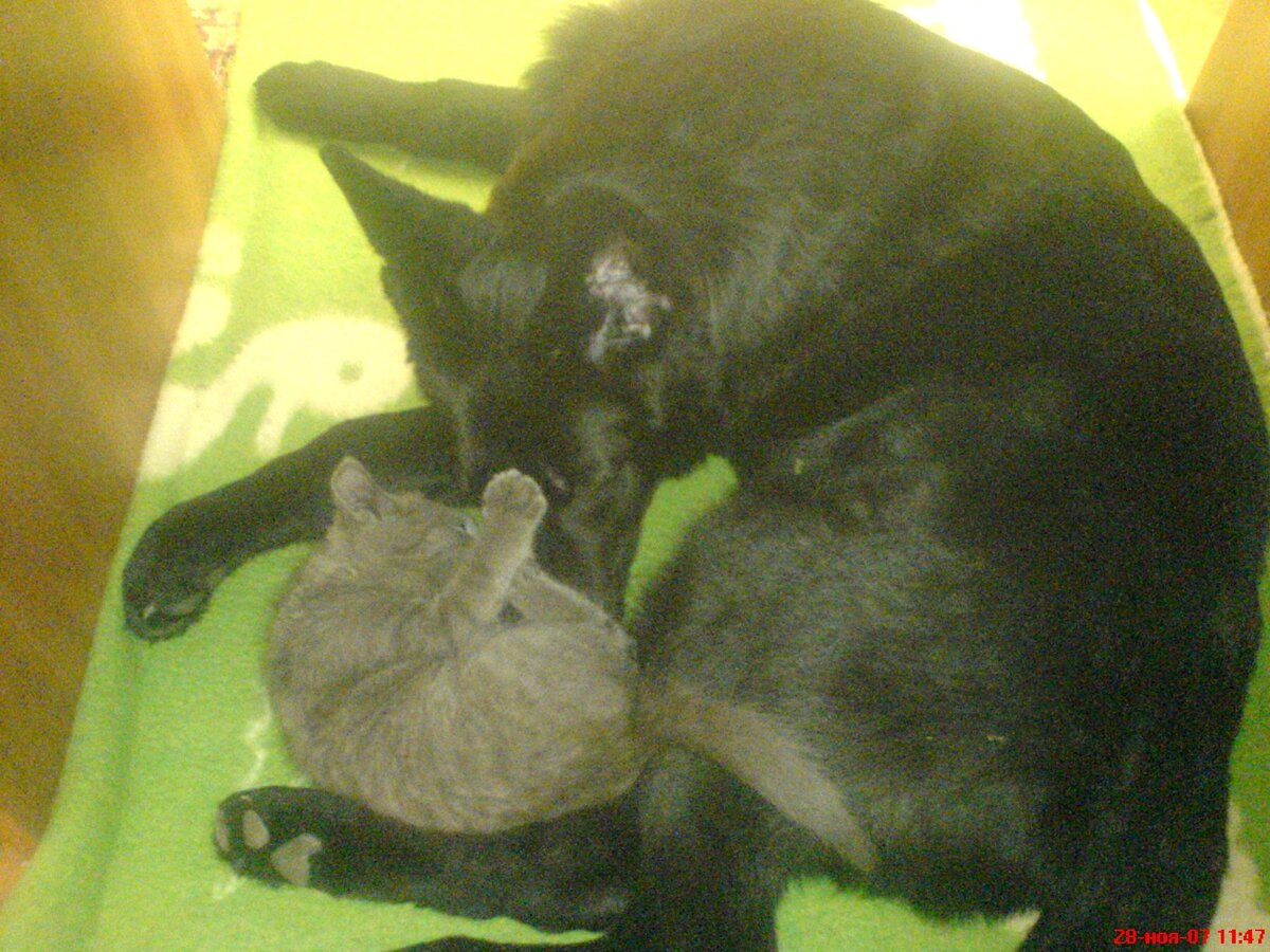 Фрейя и Мелисс. Фото из архива Нины.