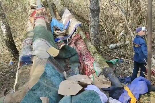   В Сарове стая бездомных собак напала на девушку: власти обвинили в этом самих жителей