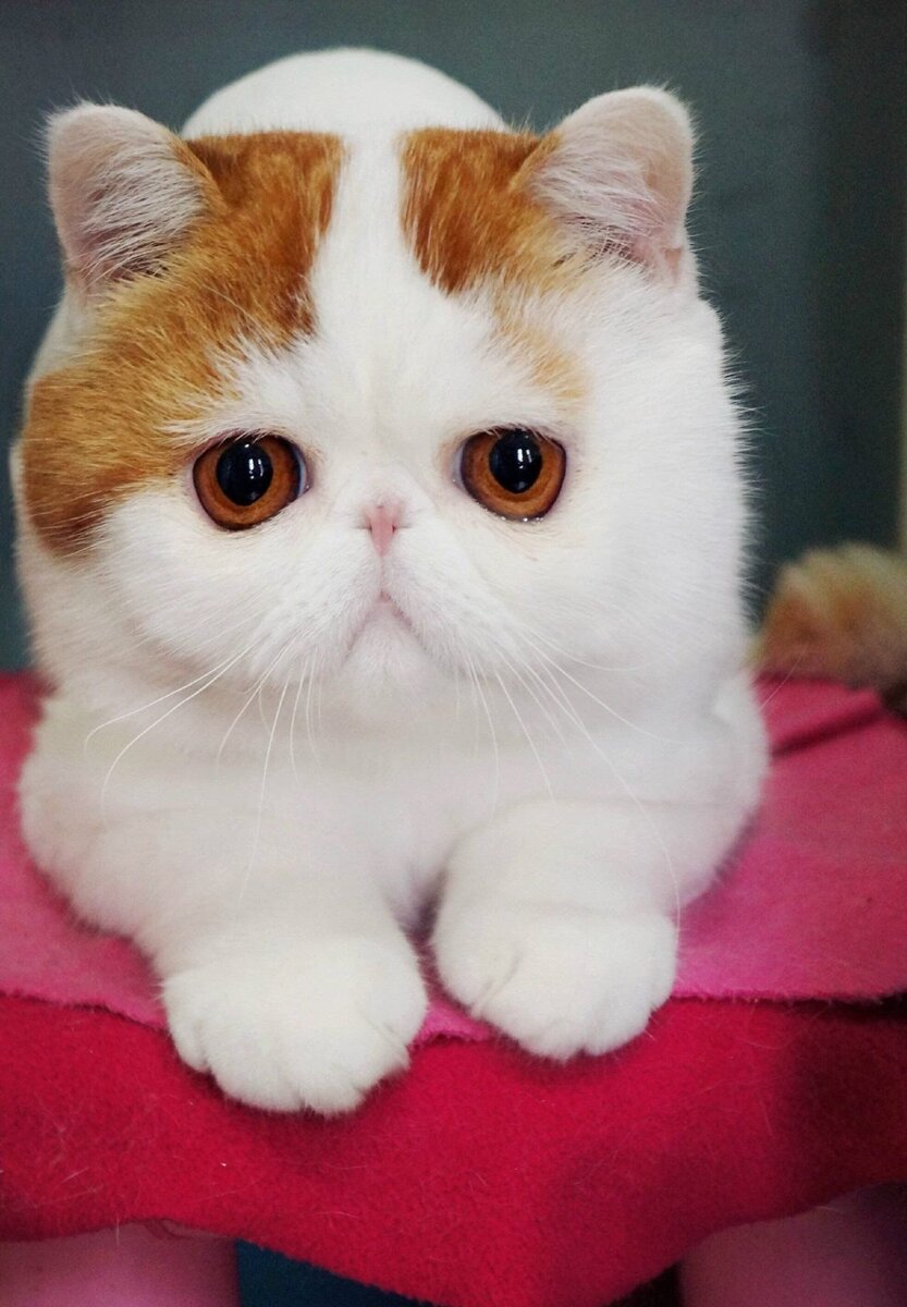 кошки с большими глазами порода фото