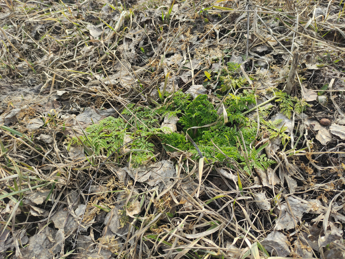 Первая зелёнка пробивается