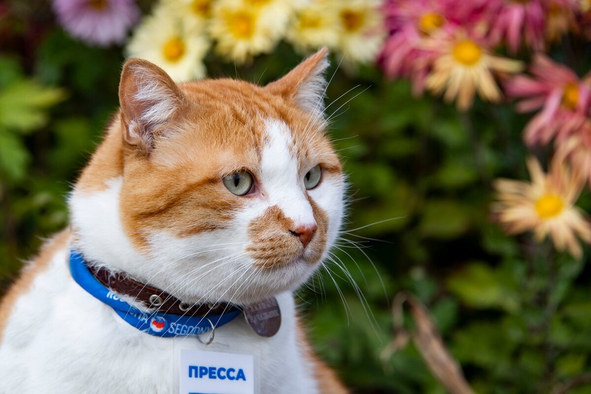 Хорошо, что у котов не бывает аллергии на цветы. А у цветов — на котов. 