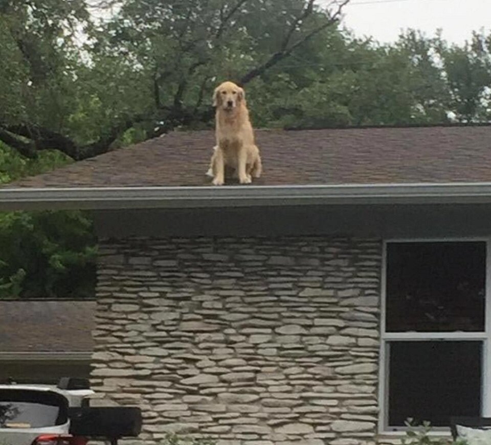 Гекльберри – пёс, который сидит на крыше