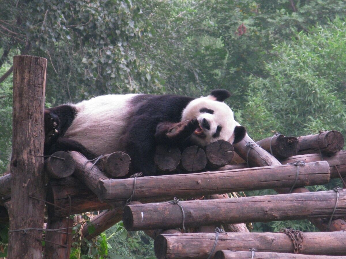    Гигантская панда© РИА Новости / Мария Чаплыгина