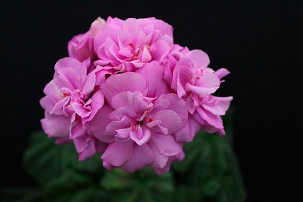 Размеры и форма цветков сорта Пеларгония Розовая Жемчужина