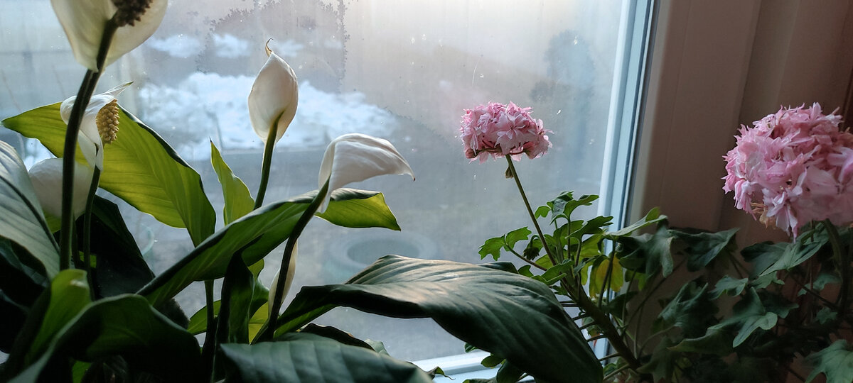 За окном ещё снег и только комнатные цветы радуют своим цветением. 