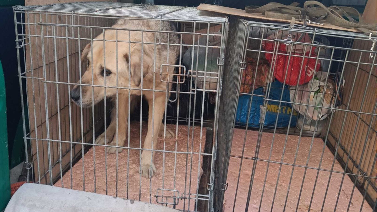 Матвей. едем в клинику | Все фотографии в тексте — автора