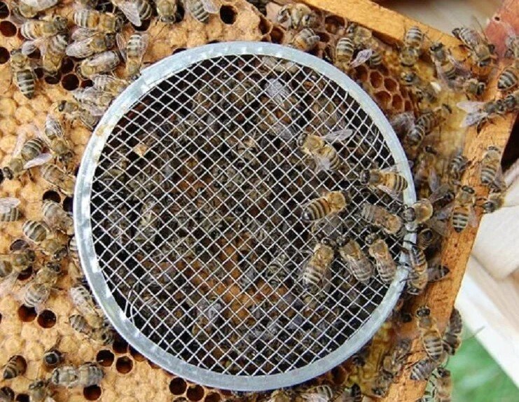 Как хорошая пчелиная матка может угробить пчелиную семью