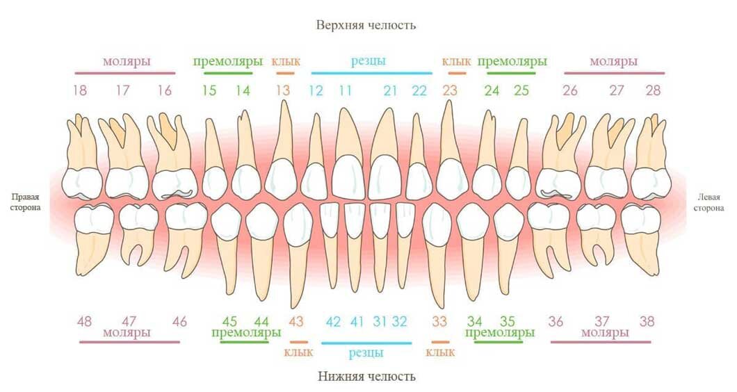 Название зубов у человека схема и расположение в стоматологии у взрослых
