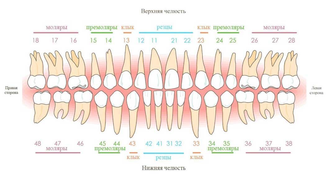 Зубы взрослого человека схема